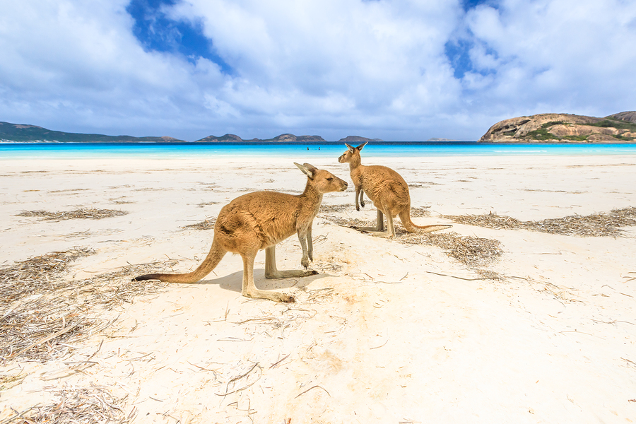 kangaroos resting on a sandy beach with ocean backdrop